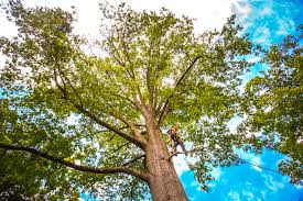 Best Utility Line Clearance  in Cooperstown, NY
