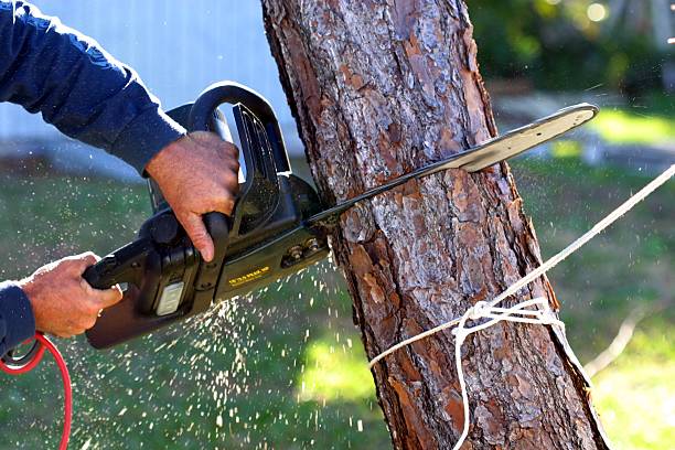 How Our Tree Care Process Works  in  Cooperstown, NY