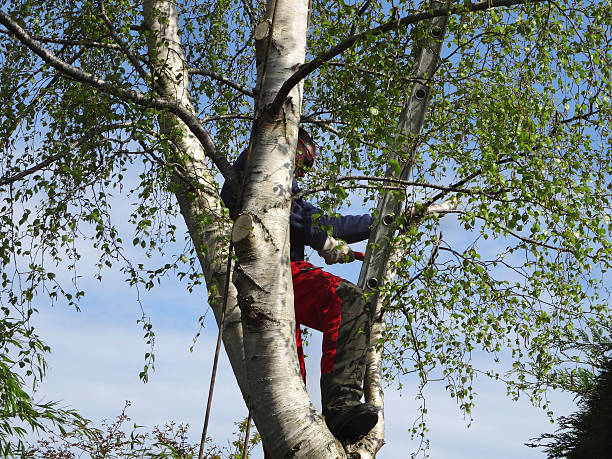 Reliable Cooperstown, NY Tree Care Solutions